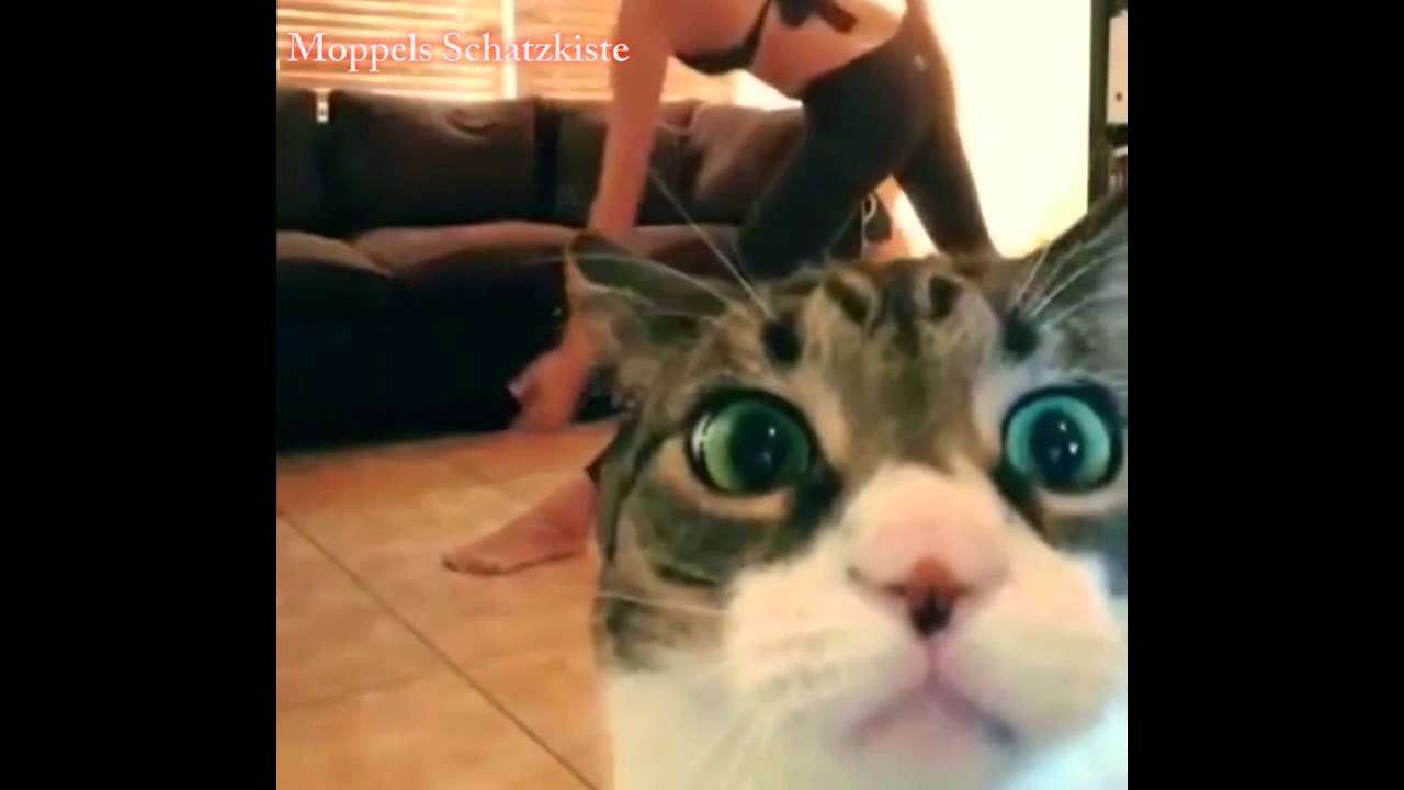 Süßer Hintern inklusive Katze arsch katze