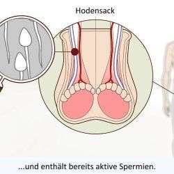 der maennliche orgasmus erklaert