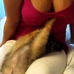 hund spielt mit tollen baellen 1