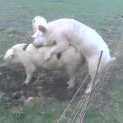 schwein bekommt stromschlag am a